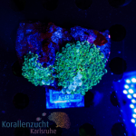 Ricordea yuma - K² Green/Purple - Bounce - 2 Polyps...